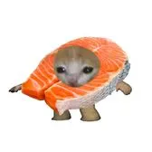 creator fish cato's avatar