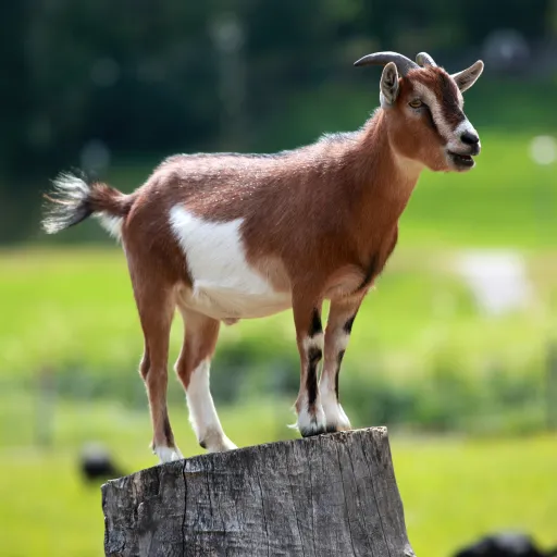 creator goaten's avatar