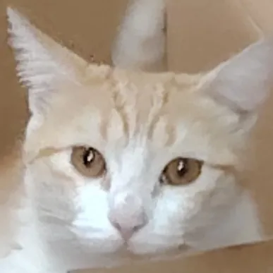 creator ༻꫞ 𝑀𝐼𝑁𝐼 𝑁𝐸𝑍𝐼𝐾𝐼꫞༺ ?'s avatar