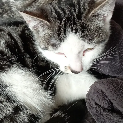 creator la fan des chat 💞💞's avatar