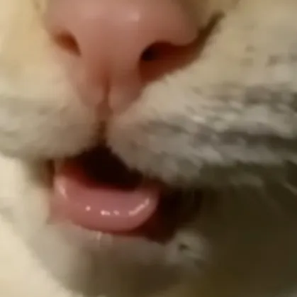 chat with ai character: ‧₊˚♪kitty‧₊˚♪