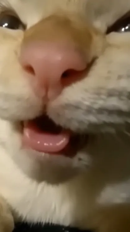 ai character: ‧₊˚♪kitty‧₊˚♪ background