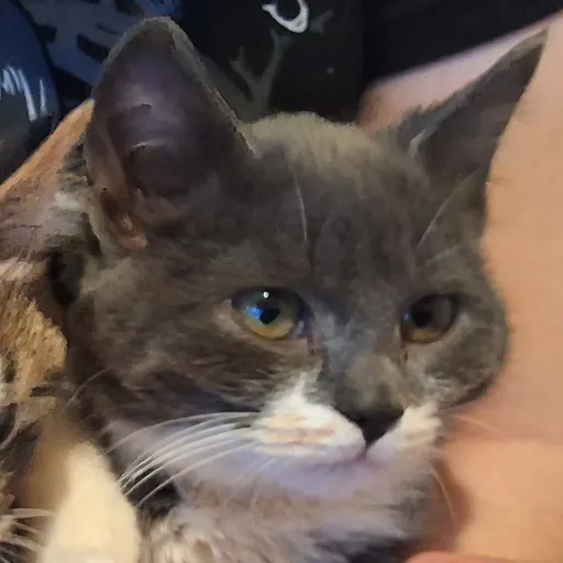 creator leafpool's avatar