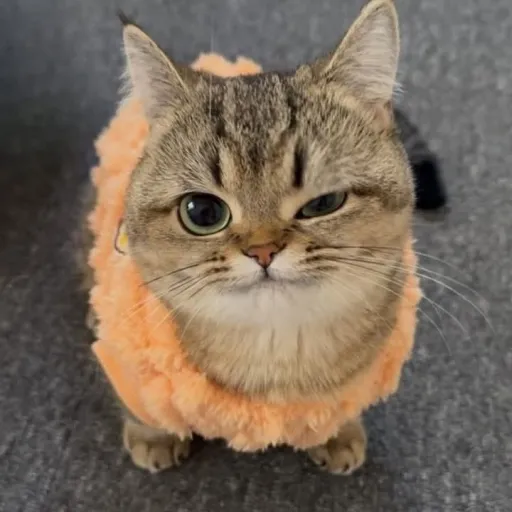 creator 🌈.. dang..! 😇🤍💐's avatar