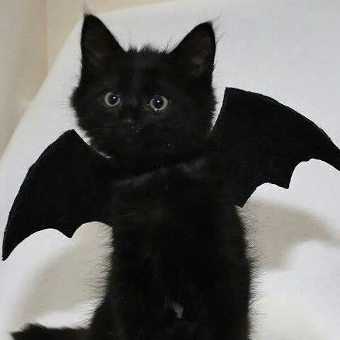 creator ~little black cat~'s avatar