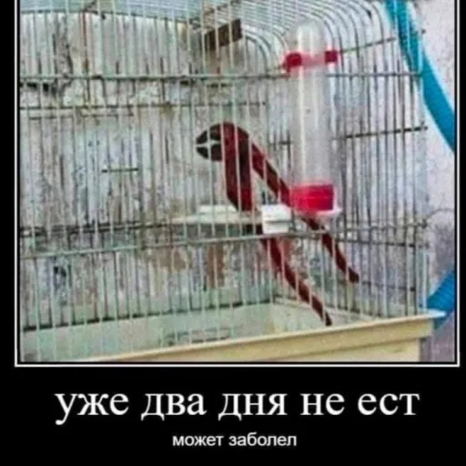 creator Шизик тра's avatar