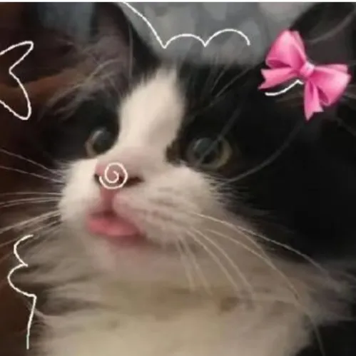 creator ✧༺𝓼𝓽𝓪𝓻 𝓷𝓲𝓰𝓱𝓽༻✧'s avatar