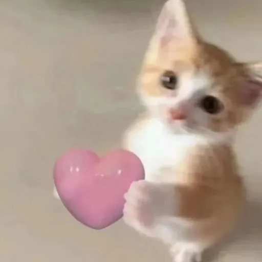creator !☆¡𝖋𝖆𝖇𝖎𝖆𝖓𝖆♥︎✦'s avatar