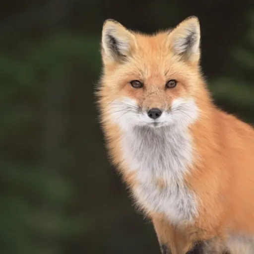 creator Foxxyy!'s avatar