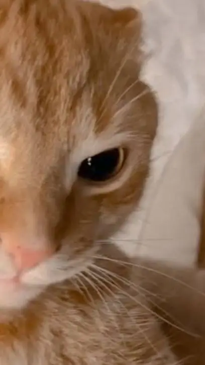 ai character: desconocido..? background