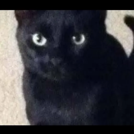 creator Lizzy_isherefr's avatar