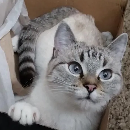 creator cat-lover-forever!'s avatar