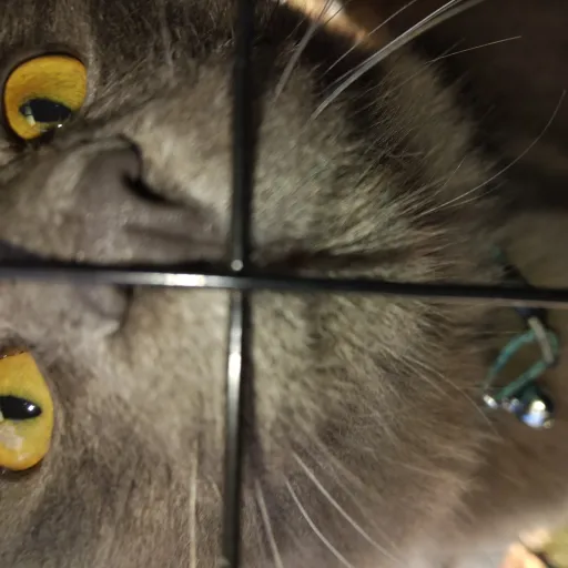 creator Talkior-guSNfIiF's avatar