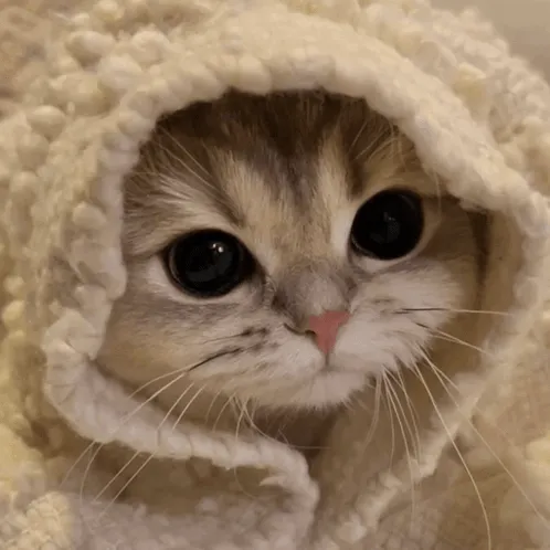 creator cocoa the kitty's avatar