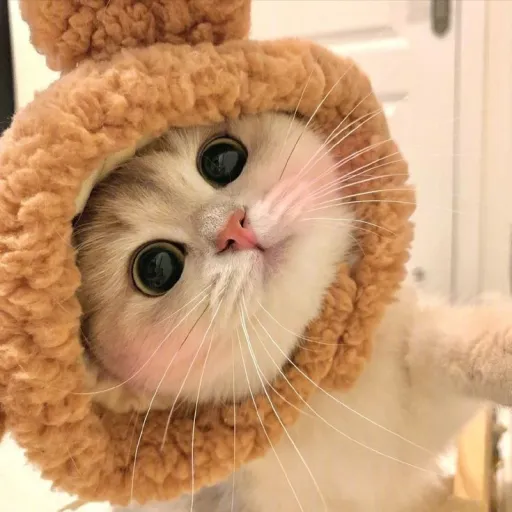 creator SnowtookPinocchio's avatar