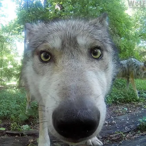creator Wacky Wolf ✨'s avatar
