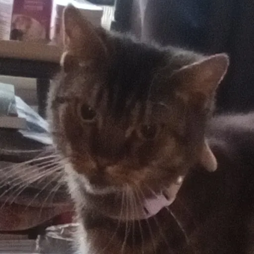 talkie's author avatar