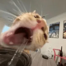 creator ToadstoolOnPawzz's avatar