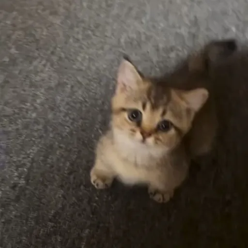 creator お姫様🇿🇦/🇯🇵's avatar