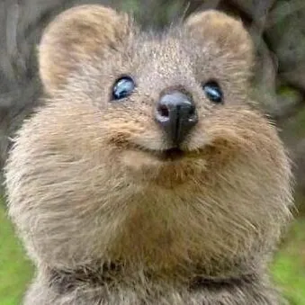 creator Quakka's avatar