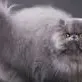 chat with ai character: Cat