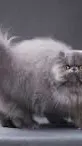ai character: Cat background
