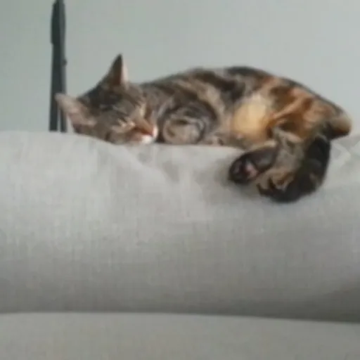 creator kitty love1234's avatar