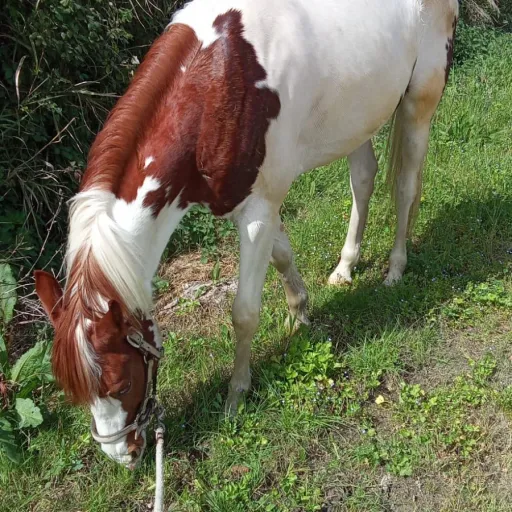 creator love_horse's avatar