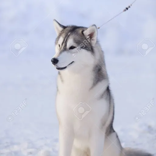 creator snowstorm45's avatar