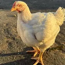 creator JHØŃ WĮÇK's avatar