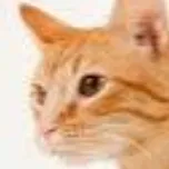 creator gatito loco's avatar