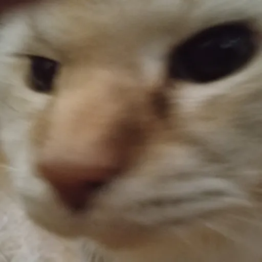 creator im kitty cat's avatar