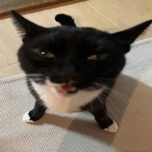 creator smooth brain's avatar