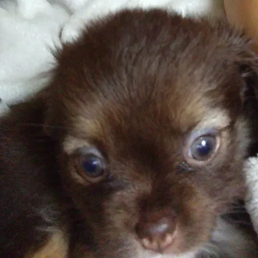 creator my dog is the pic's avatar