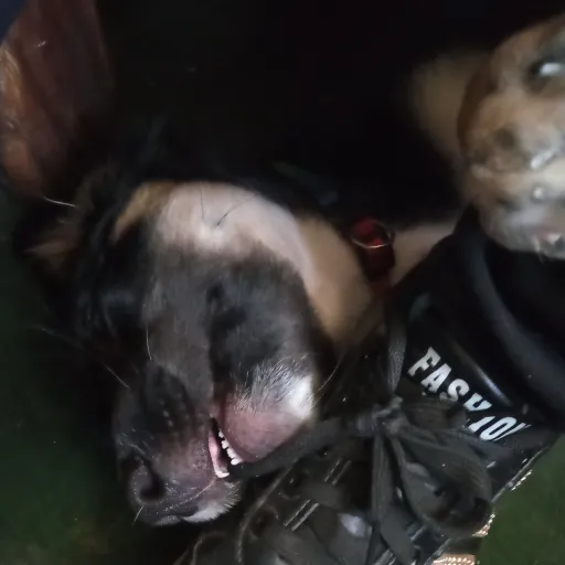 creator Durple, el tragón's avatar