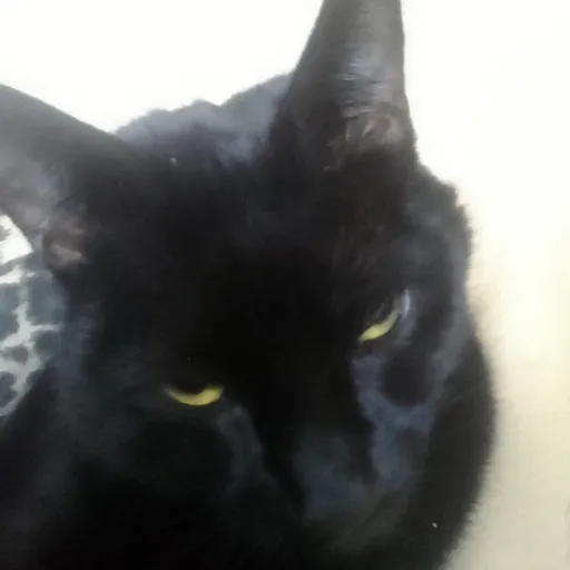 creator Free_to_vent_to_me's avatar