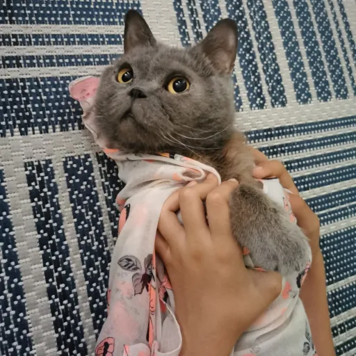 creator Pytuka🫡🫠🥹's avatar