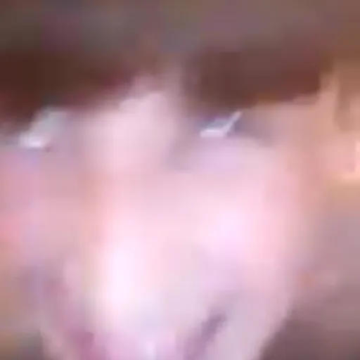 creator l o l i's avatar
