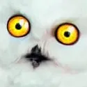 creator uggla's avatar