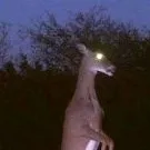 chat with ai character: 99 nights 