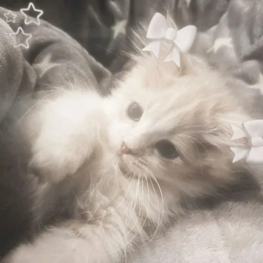 creator Chris freaky ah's avatar