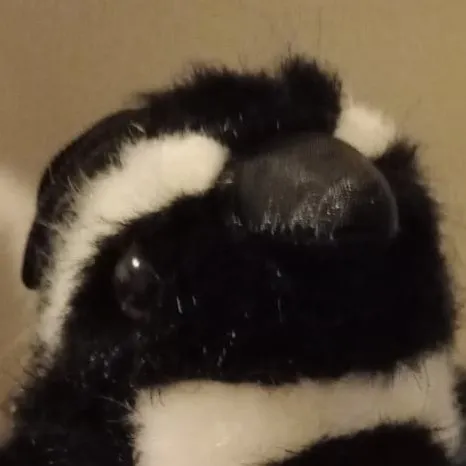 creator pingüin...'s avatar