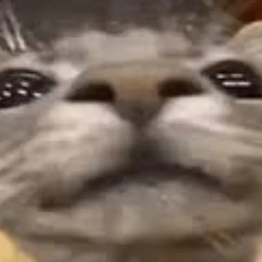 creator lunaris >3's avatar