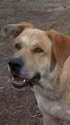 ai character: Old Yeller background