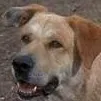 chat with ai character: Old Yeller