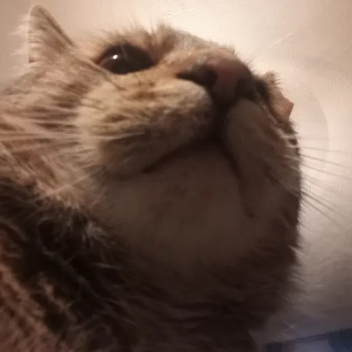creator 🖕✨FATASS_CAT✨🖕's avatar