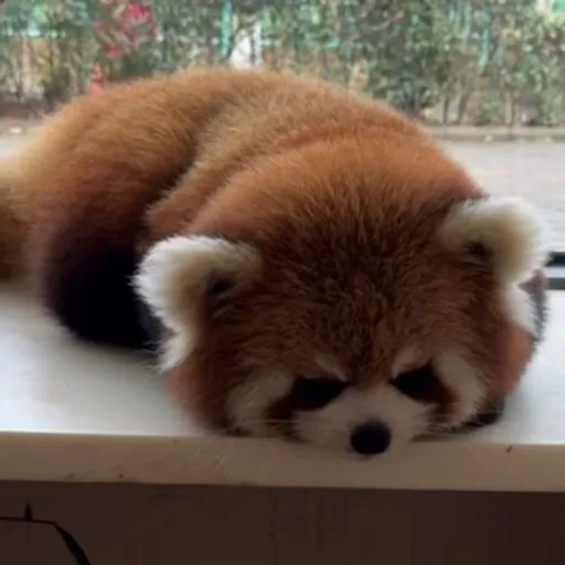 creator ✧(。•̀ᴗ-)✧lola's avatar