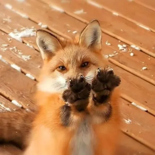creator ThePotatoFox's avatar