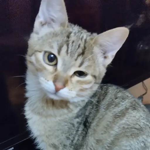 creator Rikago's avatar
