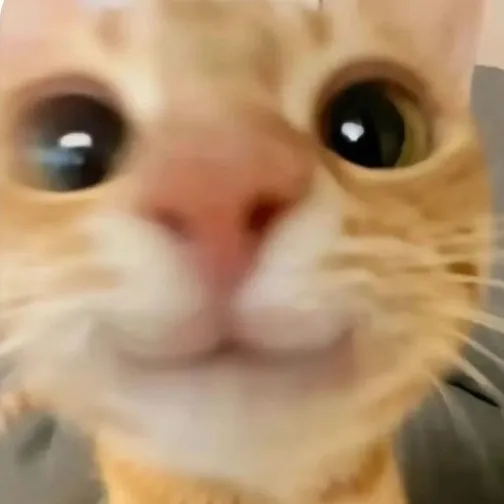 creator luvcatandkiwi(>-<)'s avatar